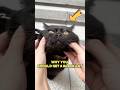 This Black Cat Helps The Owner Find Hidden Fortune This Black Cat Helps The Owner Find Hidden Fortune