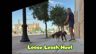 02 - Lady begins first day of leash walking with Shelly Bayless @ik9trainers551 