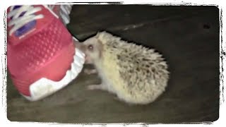 ПРИКОЛЫ С ЖИВОТНЫМИ ПОДБОРКА | FUNNY ANIMALS COMPILATION #551 ПРИКОЛЫ С ЖИВОТНЫМИ ПОДБОРКА | FUNNY ANIMALS COMPILATION #551