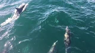 Santa Cruz Island dolphins