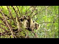 Sifakas y colas anilladas