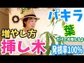 【パキラ増やし方】挿し木〜葉だけでも増えるよ！！〜発根率100%  鉢上げもしたよ！How to propagate money tree in soil and water