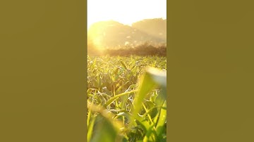 Thumbnail of Super Gardening 😉 #satisfying #short #viralshort #ytshort #trending #viralvideo #music #ytshort