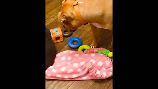 Funny Baby With Pets #shorts by BIG DADDY 2,292 views 1 year ago 41 seconds