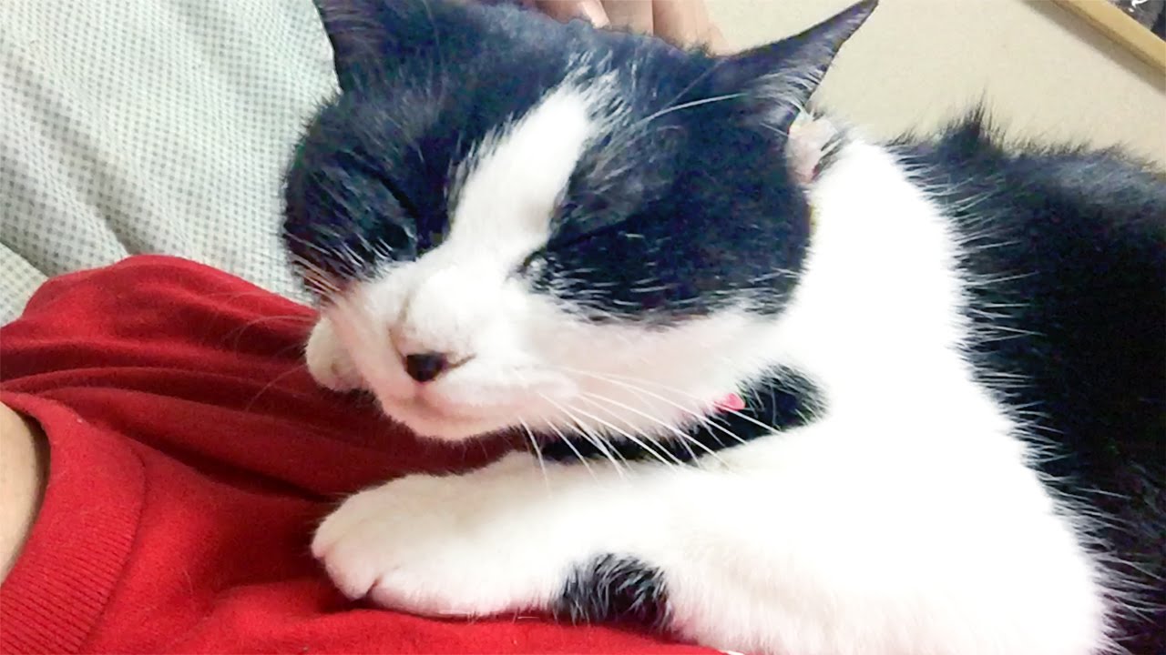 猫カフェ 横浜 離さない!〜ママに抱きつき甘える猫・・・可愛くて癒やされます♪ 姉猫「ハッチ」 - Cute Cat Hatch hugs mom on the bed.