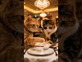 Two happy cats enjoying their perfect meal.🐟🐟🍤🥗🥤🥤#CuteCats #CatStory
