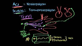 Acı Ve Sıcaklık Sağlık Ve Tıp Sinir Sistemi Fizyolojisi Poloji Çevreyi Algılama