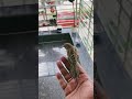 Amazing pet sparrow #shorts #birds #petbirds #sparrow