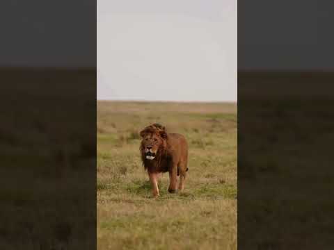 lion video #short #lion