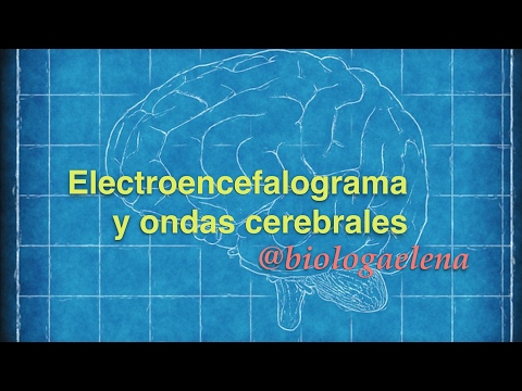 Vídeo: Electroencefalografía Del Cerebro - Métodos