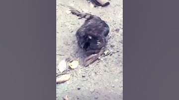 Kawin silang ayam vs bebek