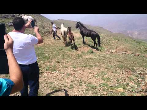 Video: Atlarda Qeyri-ərzaq Məhsullarının Yeyilməsi
