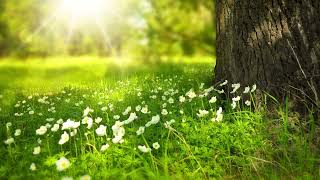 10 Minute Sunlight Piano Meditation | Blue Cloud