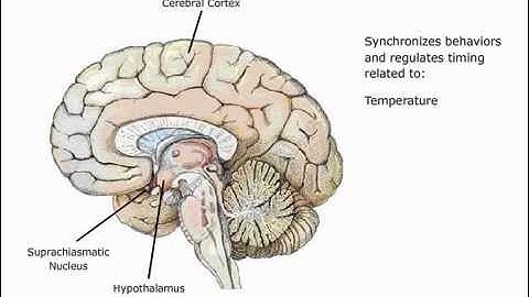 Suprachiasmatic Nucleus