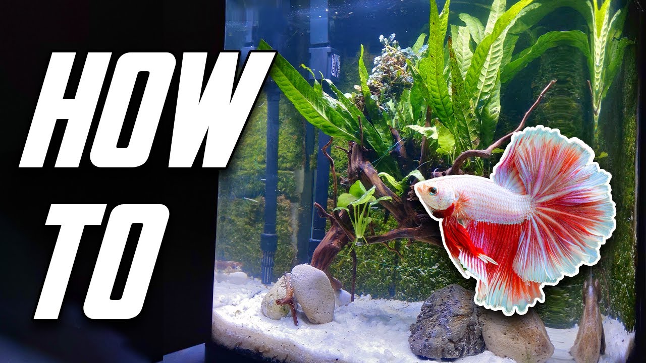 How to Set up a Beautiful Betta Fish Tank