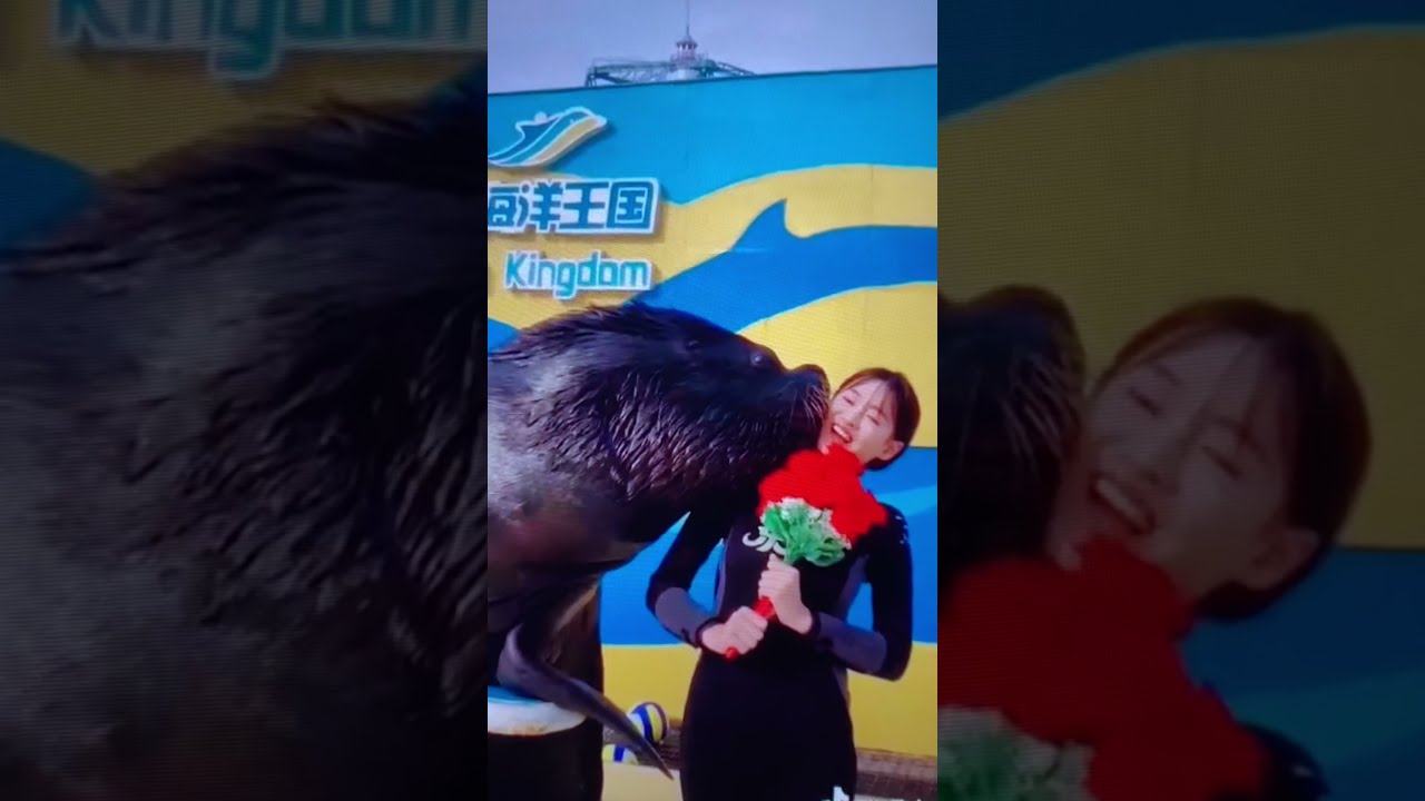 Sea lion Puts on a Very Amorous Display of Affection