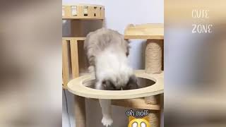 OMG So Cute  Best Funny Cats and Dogs Compilation #196