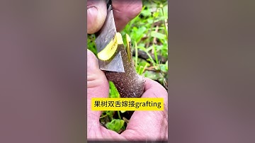 30秒快速教你嫁接果樹，果樹嫁接的詳細教程，一看就會Quickly teach you how to graft fruit trees with two tongues in 30 seconds
