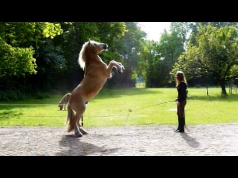 How to teach your horse to rear -Safe, Praise, Fun-