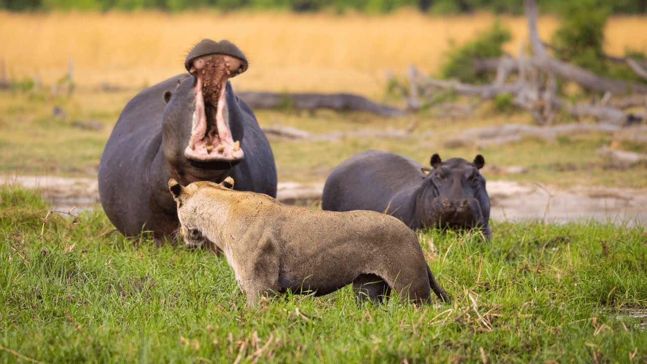 This Lioness Will Do Anything to Get Back to Her Pride!