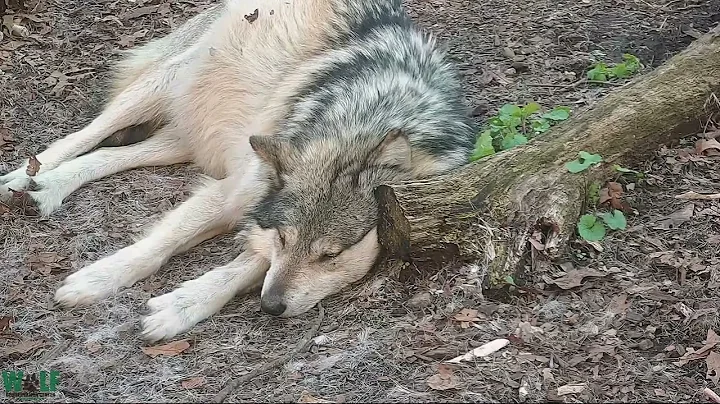 What Do You Think Maus the Wolf Is Dreaming About? - DayDayNews