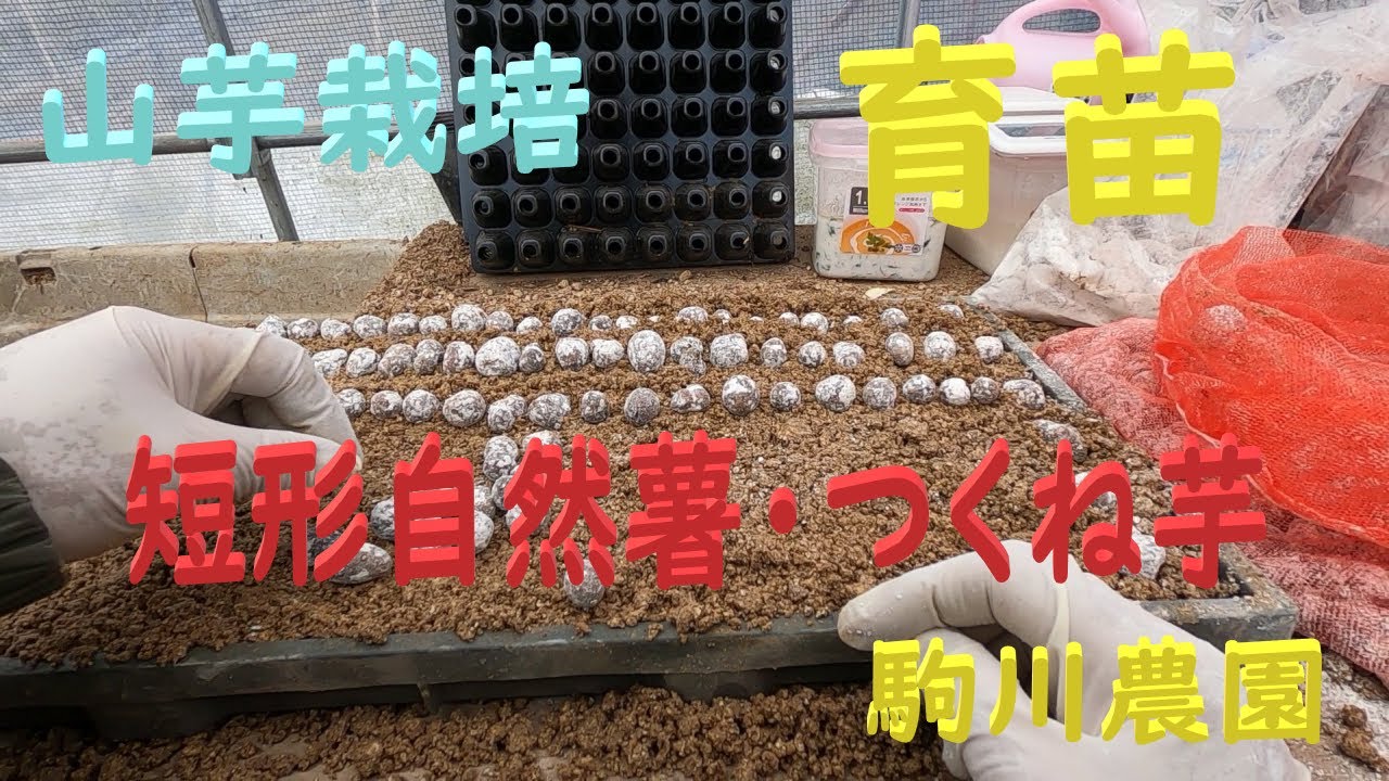 山芋栽培　育苗　短形自然薯・つくね芋　邑南町　駒川農園　22.2.28