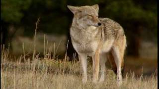 Coyote  National Park Animals for Kids