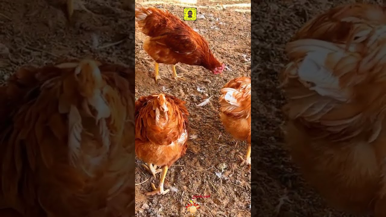 دجاج لوهمان براون