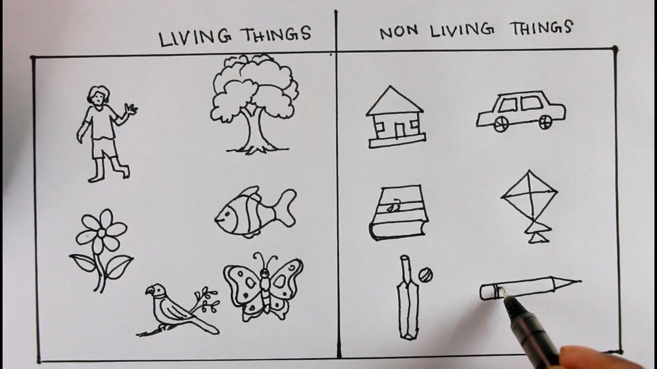 How TO Draw Living Things And Nonliving ThingsFor Science Project  YouTube