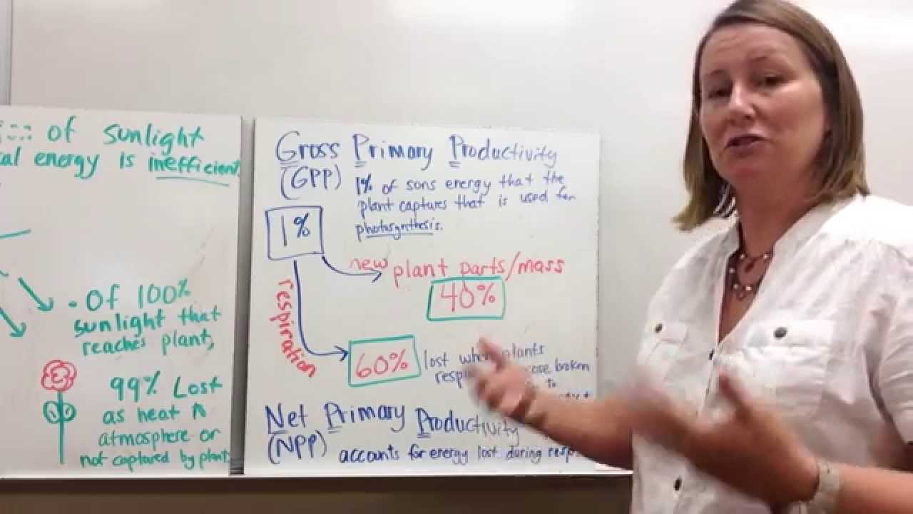 Ecosystem Productivity