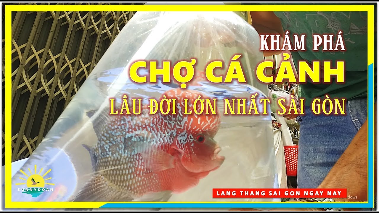 chợ lớn hcm Update New Khám phá CHỢ CÁ CẢNH Lâu đời \u0026 Lớn nhất Sài Gòn | lang thang Sài Gòn Chợ Lớn