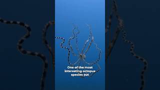 The most complex animal mimic out there! Mimic octopus facts  #ocean #octopus #sea #shorts