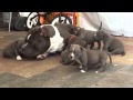 American Bully Dog Gets Swarmed by Puppies