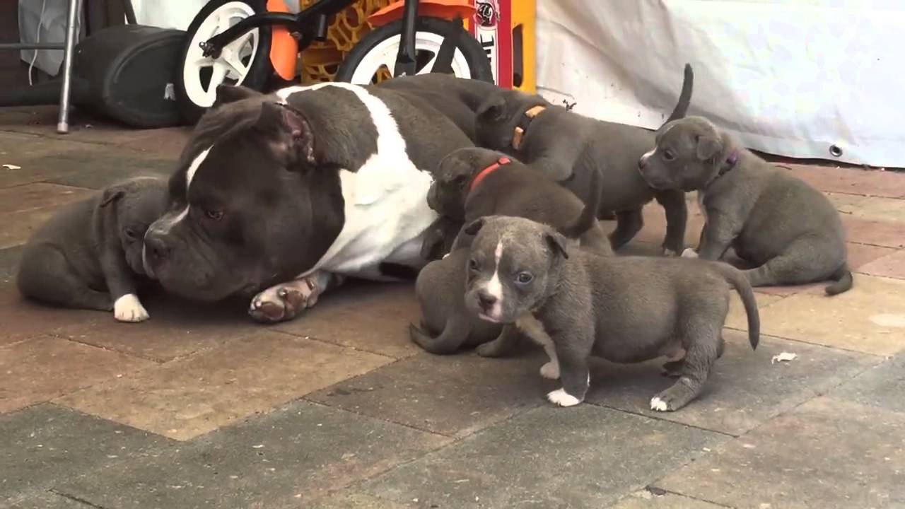 American Bully Dog Gets Swarmed By Puppies Youtube