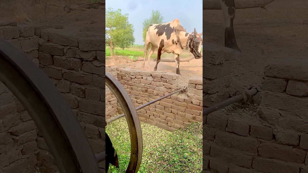 A bull cutting fodder with a chaff cutter machine at high speed