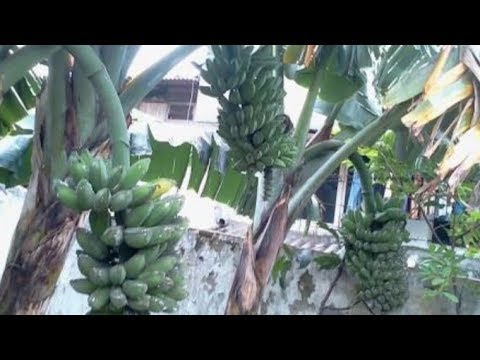 Bongkar! Khasiat MSG Ajinomoto Buat Tanaman Pisang Kepok Anda Buah