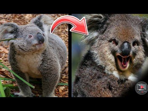 فيديو: لماذا تأكل دببة الكوالا؟