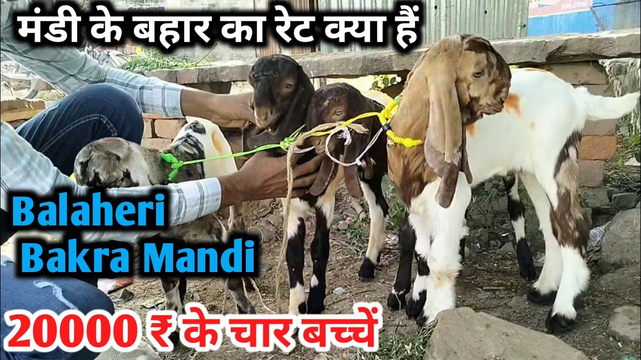 Balaheri Bakra Mandi Rajasthan Mandi Ke Bahar Ka Rate Kya Hai YouTube balaheri-bakra-mandi-rajasthan-mandi-ke-bahar-ka-rate-kya-hai-youtube