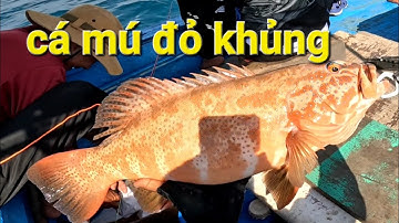 Ngày câu thứ 2 tại Côn Đảo | Dính đủ loại cá và em mú đỏ cực đẹp| Câu Cá Côn Đảo_p4| Thích Câu Cá