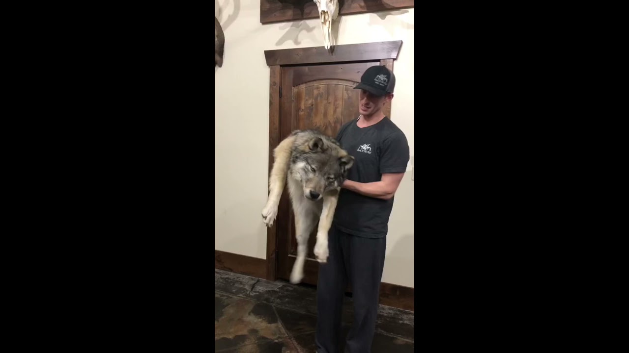 Wolf Soft Mount Taxidermy