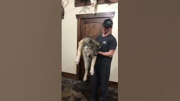 Thumbnail of Wolf Soft Mount/ Taxidermy