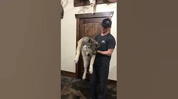 Wolf Soft Mount Taxidermy 