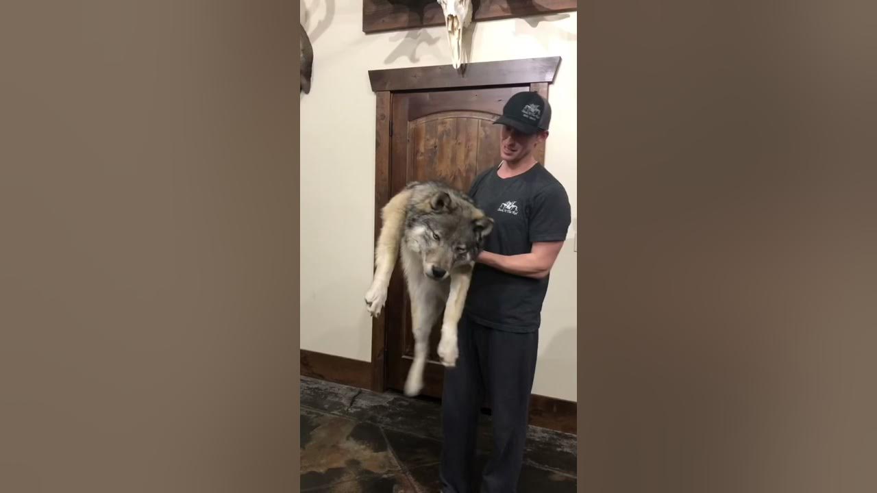 Wolf Soft Mount/ Taxidermy