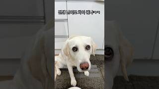 힘들게 사는 리트리버 vs 너무 쉽게 사는 리트리버ㅋㅋ