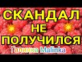 Колесниковы /Скандал не получился /Обзор Влогов /