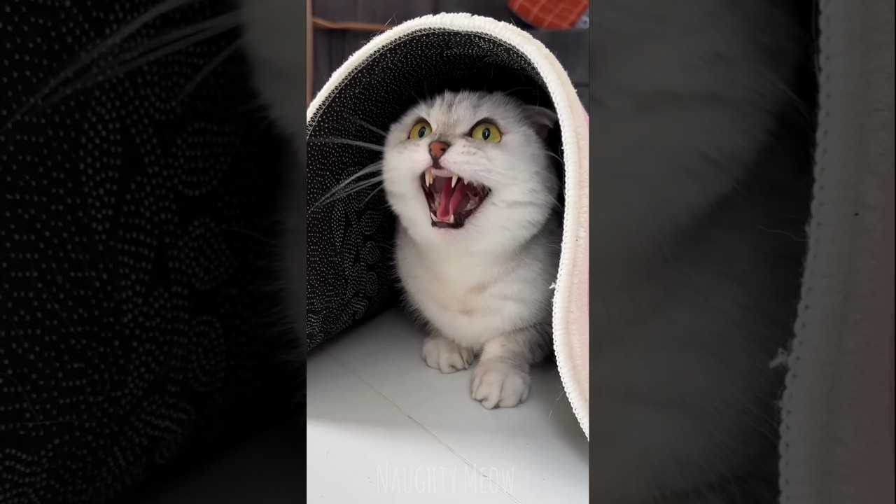 Proof Cats Are Secretly Funny 😂🐾 