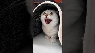 Proof Cats Are Secretly Funny 😂🐾 #funny #cat