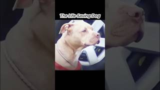 $7,000 If My Dog Saves Me From A Kidnapper! 🐕💰