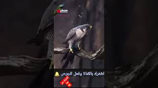 هيبة الصقر الحر 🦅سوق الغزل تيوب