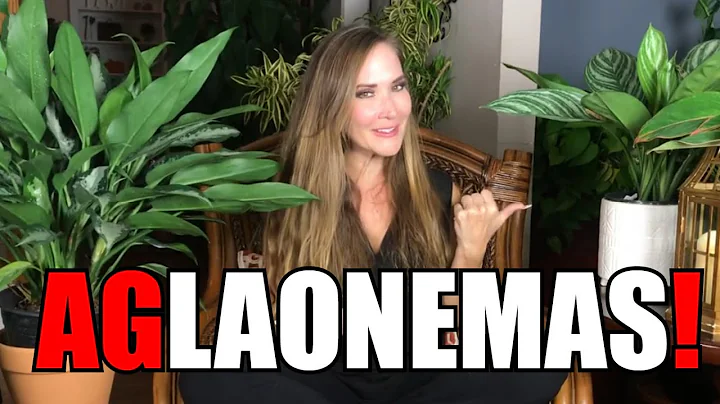 Grow Amazing Aglaonemas | Chinese Evergreen Care Tips | My Aglaonema Collection | & Plant Humor